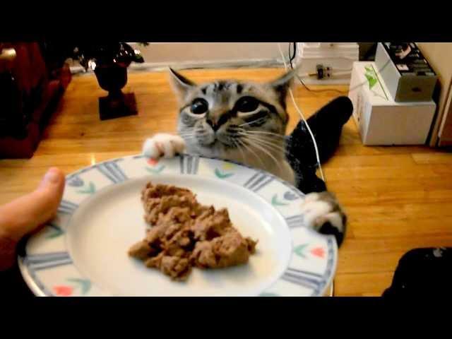 Hungry cat / Cette chatte veut sa cacanne!