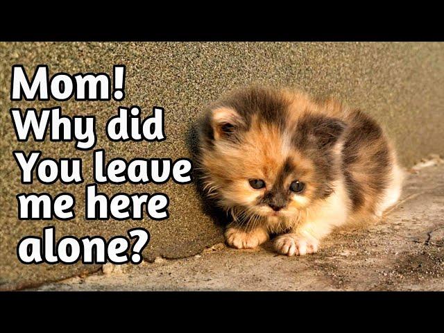 Abandoned kitten stops people to get attention but they're busy in their activities.