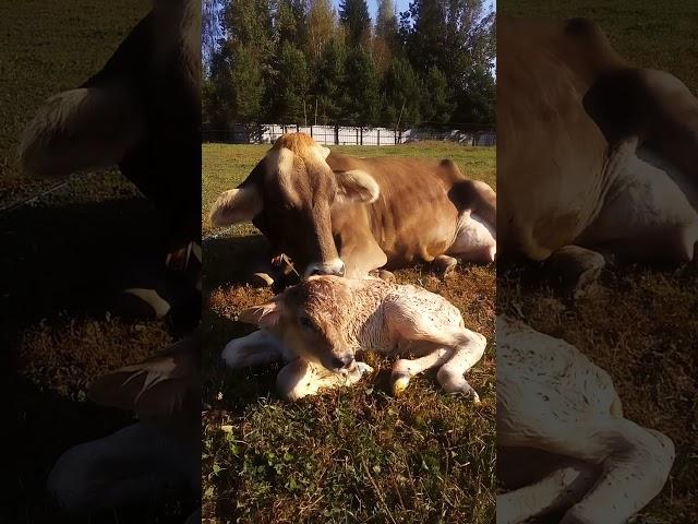 Прибавление!! Девчонка!!