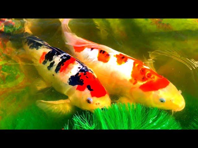 Breeding koi fish at home. How to breed koi fish