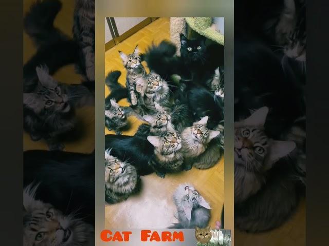 #cat #funny #comedy #pets #funnycats #animal #cutecat #cats #pet #pomranian