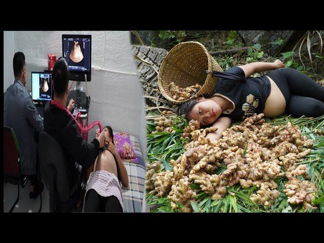 Harvesting ginger for sale - ultrasound examination of pregnancy | Daily life of mother and son