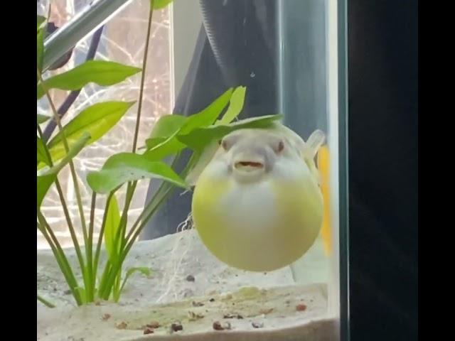 Fahaka puffer fish puffed up