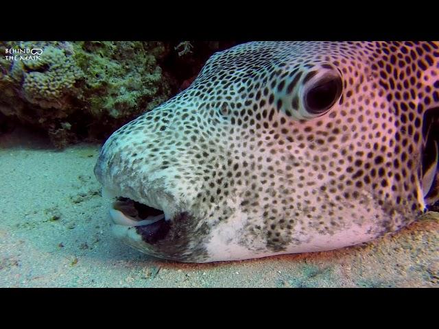 Pufferfish (Arothron stellatus)