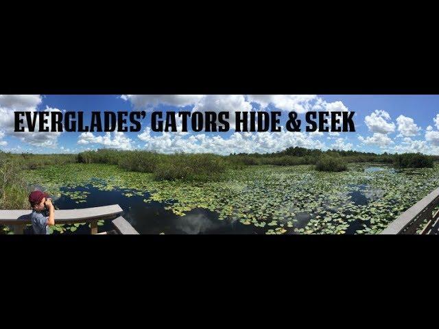 Everglades' Gators Hide & Seek - Can you find me? ALLIGATORS, GATORS