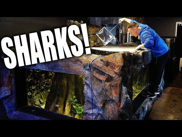 I GOT SHARKS!! Secret fish for 2,000G aquarium  - The king of DIY