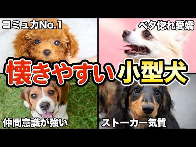 【ベタ惚れ】飼い主が大好き！懐きやすい小型犬5選！