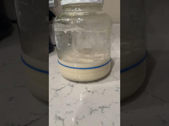 Sourdough starter day 5! #sourdoughstarter #sourdoughrecipe #sourdoughbread #homebaker #bread