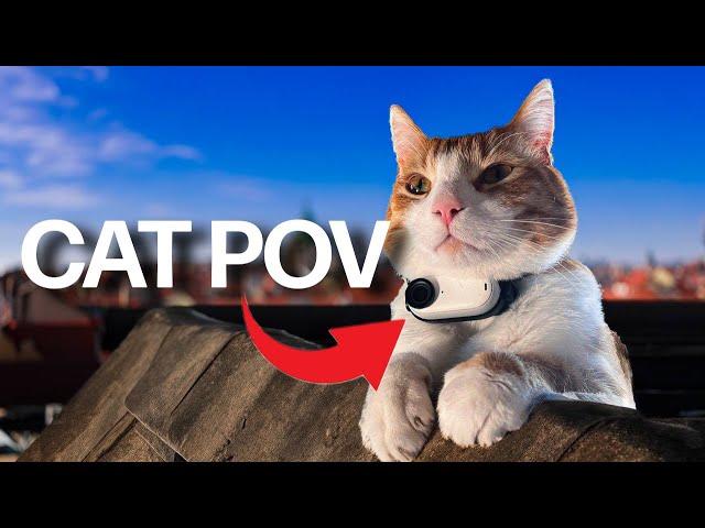 Cat Cam on Rooftops (Don't Watch If You Have Fear Of Heights) | Ros' Vlog part #02