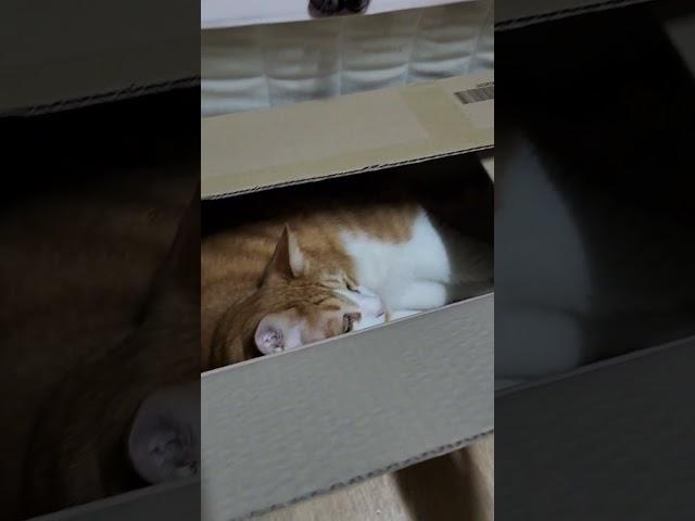 고양이 쵸콩 쿠팡 상자를 감시하는 이유? Why are you monitoring the cat Chokong Coupang box?