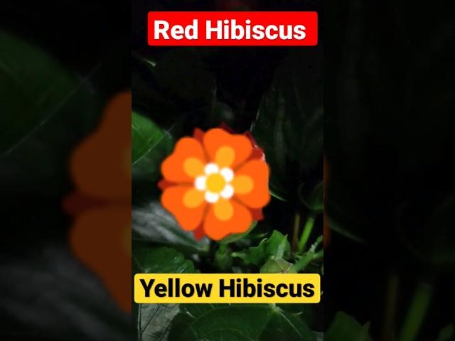 #Hibiscus Red or Yellow