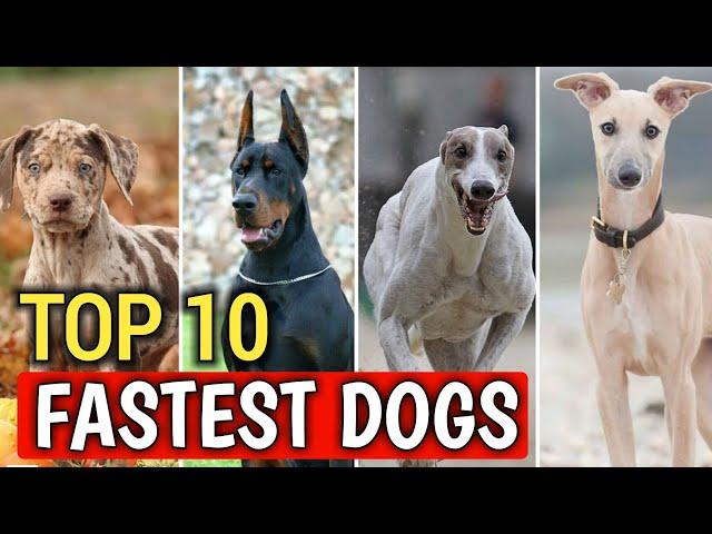 Top 10 Fastest Dog Breeds in the world 