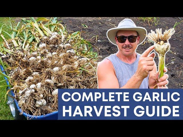 Harvesting Garlic: Signs, Tips, and Storage Guide