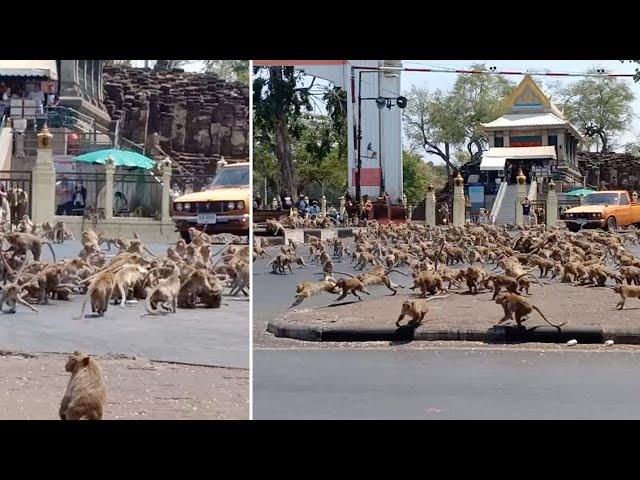 Hundreds Of Monkeys Fight Over Single Piece Of Food