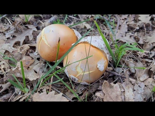 AMANITA CAESAREA DE PRIMERA CON SONEK INDA JULIO DE 2023 