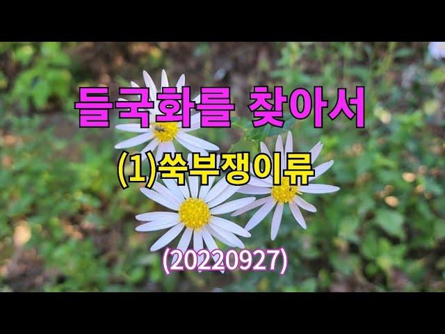 #들국화를 찾아서 (1)쑥부쟁이류 20220927