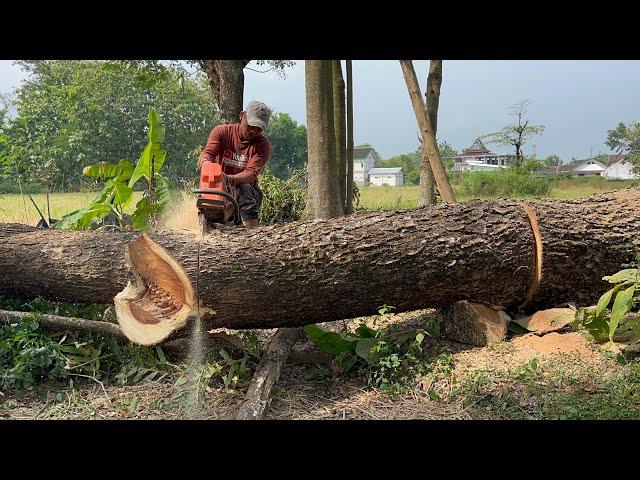 Cut down 2 trees in the middle of the village housing.