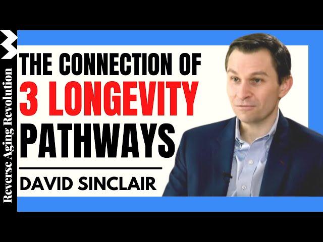The Connection Of 3 Longevity Pathways | Dr David Sinclair Interview Clips