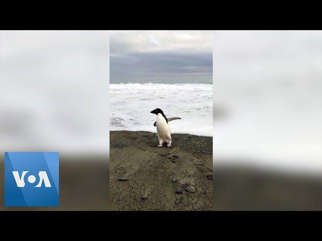 Antarctic Penguin Washes Upon New Zealand Shore