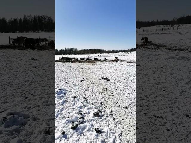 #кфх #ферма #якутия #сено #водопой #рулоны #крс