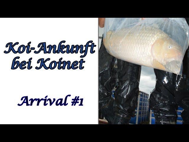 Koi-Ankunft bei Koinet | Arrival  #1