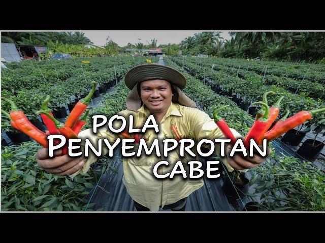 PENYEMPROTAN TANAMAN CABE