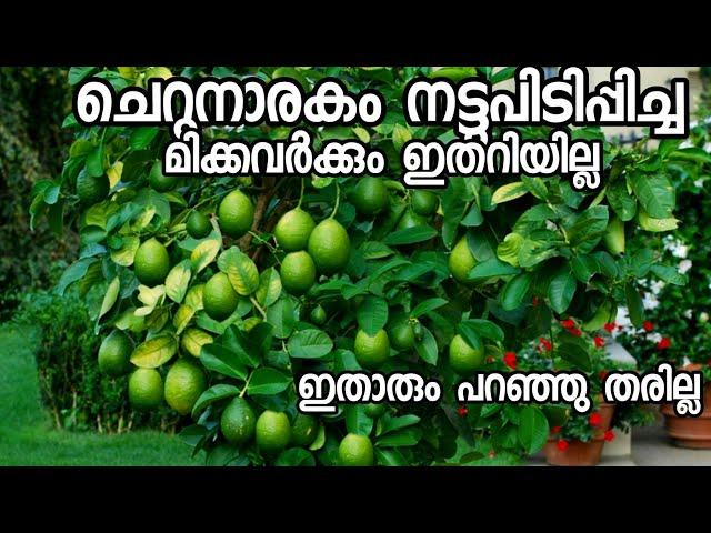 നാരകം നട്ടു പിടിപ്പിച്ച എത്രപേർക്ക് ഈ കാര്യങ്ങൾ അറിയാം?|cherunarakam|lemon plant|fruit plant malayal