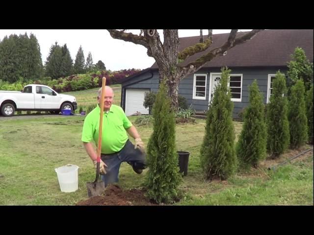 How to Plant a Conifer