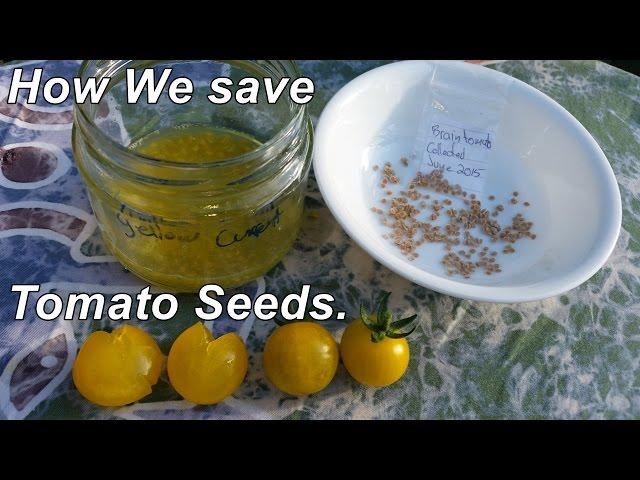 How we save tomato seeds & a few other seed saving tips.