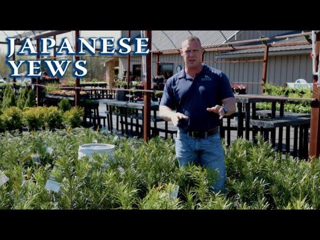 Japanese Yews at Red River Nursery || Northeast TEXAS