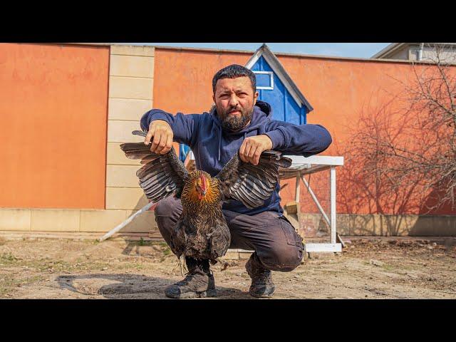 Traditional Azerbaijani chicken dish - LAVANGI, Life away from the city