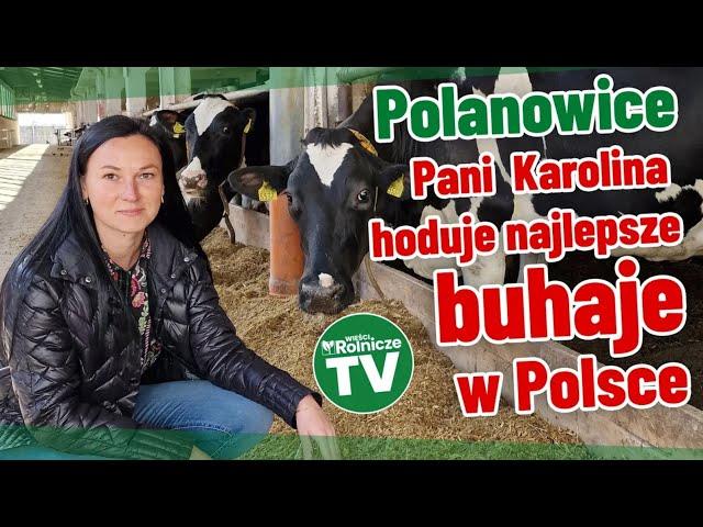 Jałowice i buhaje z prężnego gospodarstwa. Doświadczenia na polach. Co planują w Polanowicach?