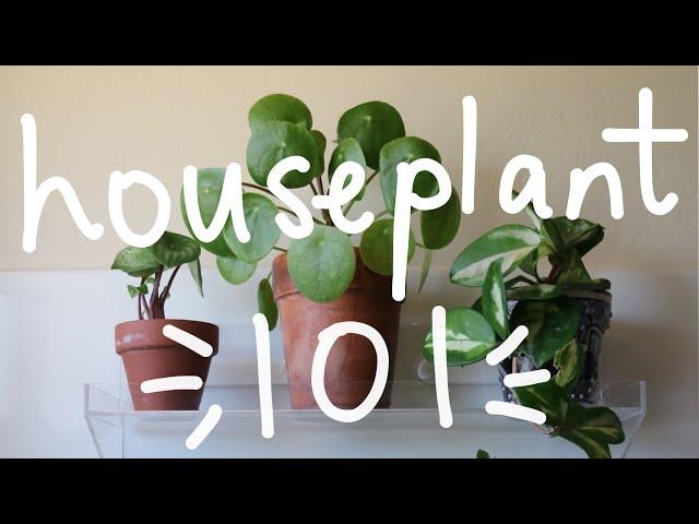 Houseplant 101 | Houseplant Care Basics