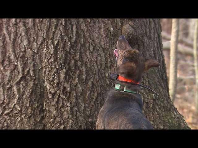 Squirrel Hunting with a Dog