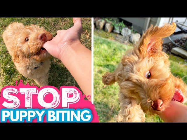 Puppy Biting?! WATCH THIS  3 EASY Steps to Stop Puppy Nipping FAST