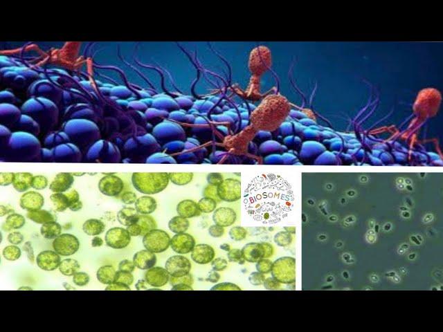 PROTOPLAST || SPHEROPLAST || GRAM POSITIVE & GRAM NEGATIVE BACTERIA ||L FORM #BACTERIA #MICROBIOLOGY