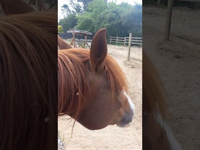 Bailey, 29yrs old, Equine Cushings, Offering Him Love 