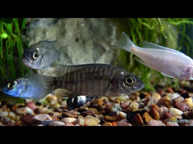 tampabaycichlids.com review