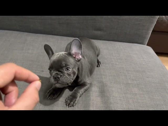 Playful blue French bulldog puppy