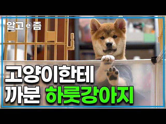 뱅갈 고양이 무서운 줄 모르고 겁 없이 다가간 하룻강아지의 최후?! 마냥 즐거운 시바견과 그게 너무 불편한 고양이의 합사│고양이를 부탁해│알고e즘