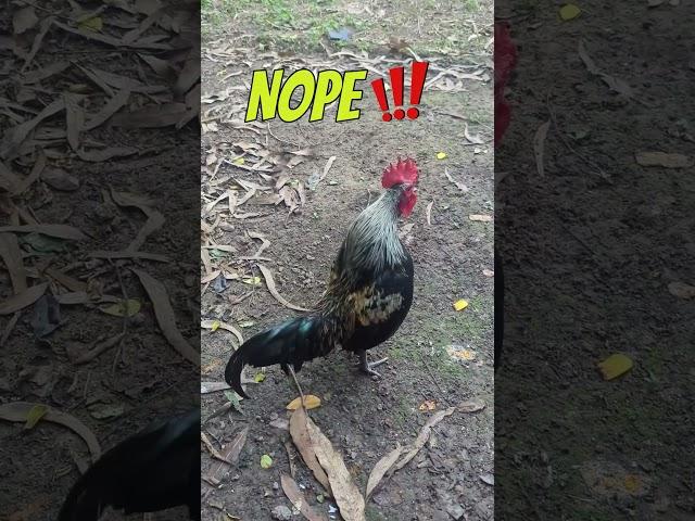 HOW???? do I teach a rooster to crow!?!!?