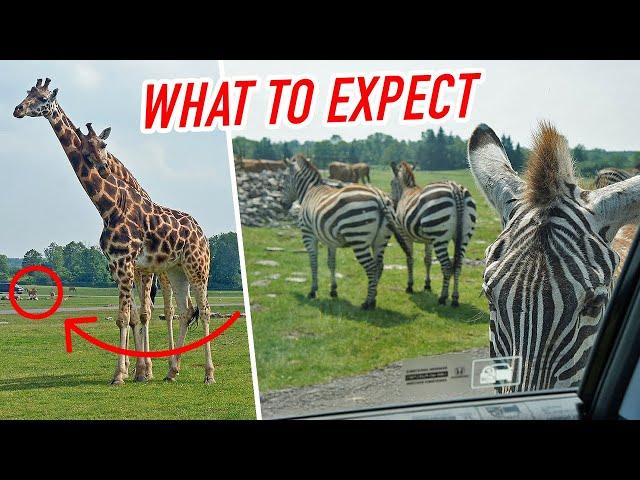 Canada Travel: Explore the African Lion Safari in Ontario. Watch Before Going.