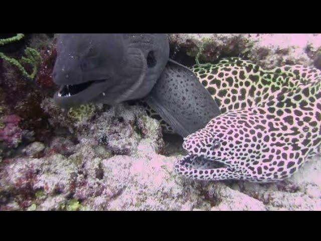 Two moray eels close up - Maldives April 2021