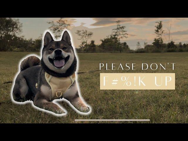 3 BIG MISTAKES SHIBA INU owners make 