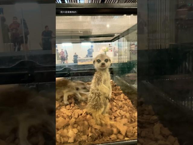 Meerkat 狐獴