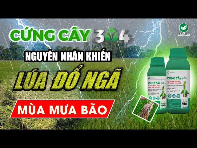 CỨNG CÂY 304 - CHỐNG ĐỔ NGÃ LÚA HIỆU QUẢ MÙA MƯA BÃO #idaglobal #agriculture #chongdonga #lua #short