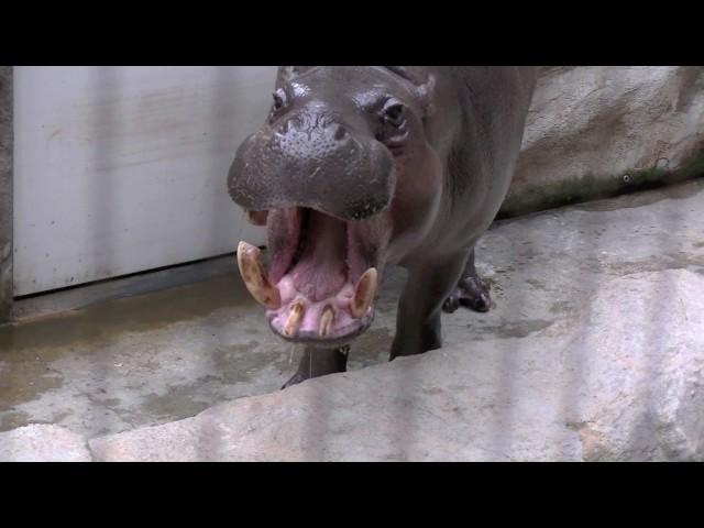 ... im Tierpark Chemnitz Rabenstein