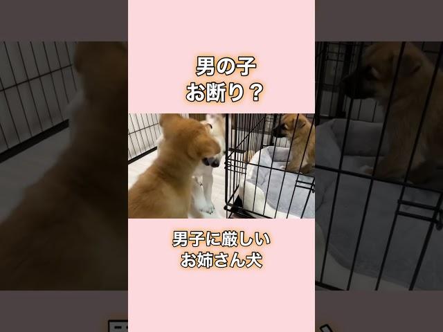 小さいお姉さん犬にビビる男子子犬️#保護犬 #子犬 #かわいい #shorts