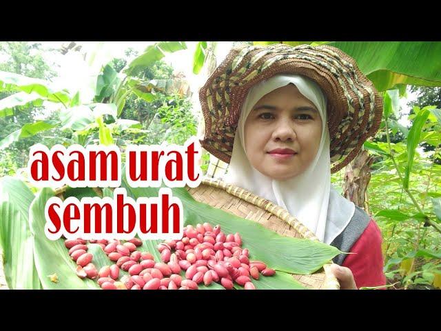 KULIT MELINJO / KULIT TANGKIL OBAT ASAM URAT