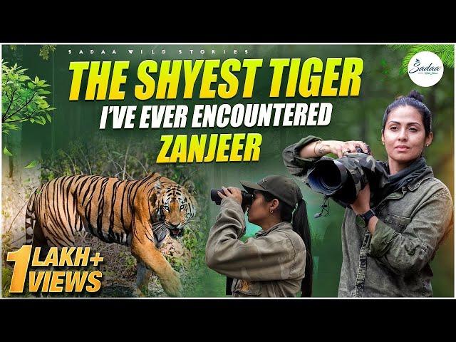 The Shyest Tiger I've Ever Encountered - Zanjeer | Tipeshwar Wildlife Safari | Sadaa Wild Stories